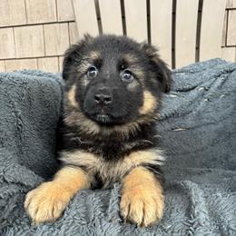 Irina - Black and red female German Shepherd puppy in Garland, Maine from Vom Schön Traumhund