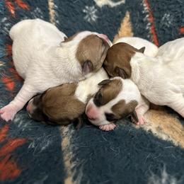 Jack Russell Terrier Puppies from Tuff Country Farm