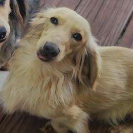 Dachshund puppies from Roughstock Border Collies and Dachshunds