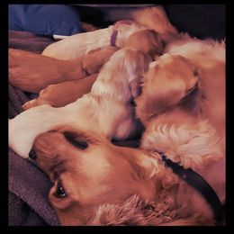 Ah'Queenie - Cocker Spaniel