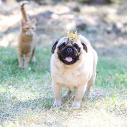 Meadow - Pug