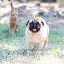 Meadow - Pug