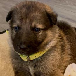 Bean - Sable male German Shepherd puppy in Yuba City, California from Barton’s German Shepherds