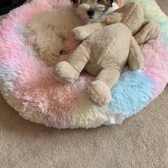 Shorkie Puppies from Shorkies R Us Breeding