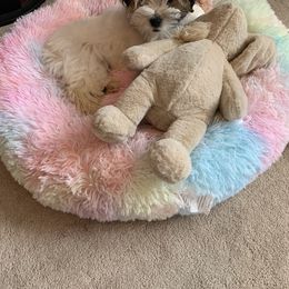 Shorkie Puppies from Shorkies R Us Breeding