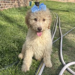 Chocolate nose - Cream female Goldendoodle puppy in Quitman, Texas from Wright Doodles