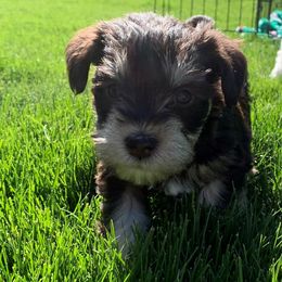 Miniature Schnauzer Puppies from Star Schnauzers