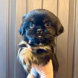 Poseidon - Black and tan male Shih Tzu puppy in Stroud, Oklahoma from Laik’s Little Shihtz & Poms