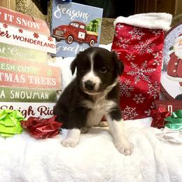 Border Collie and Jack Russell Terrier Puppies from CP FARMS BORDER COLLIES N JACKS CORP