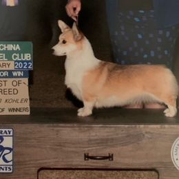 Dolly - Pembroke Welsh Corgi