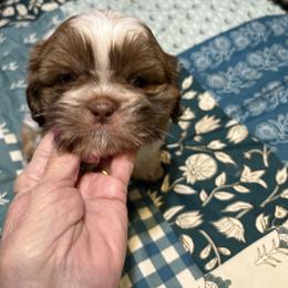 Easy - Chocolate and tan male Shih Tzu puppy in Temple, Pennsylvania from Kathy Diego's Shih Tzus