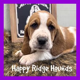 Rosita - Red and white female Basset Hound puppy in Mebane, North Carolina from Happy Ridge Hounds