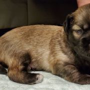 Tibetan Spaniel Puppies from Jewel Acres