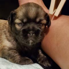 Tibetan Spaniel Puppies from Jewel Acres