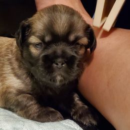 Tibetan Spaniel Puppies from Jewel Acres