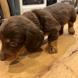 Dachshund Puppies from Broken Diamond J Farms