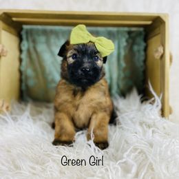 Soft Coated Wheaten Terrier Puppies from Wonderful Wheatens