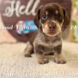 Zander - Piebald male Dachshund puppy in Hensley, Arkansas from The Dachshund Barn