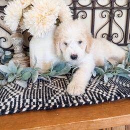Sky Blue (aka Sky) - White and orange female Saint Berdoodle puppy in Beaver, Utah from Rocky Ridge Ranch