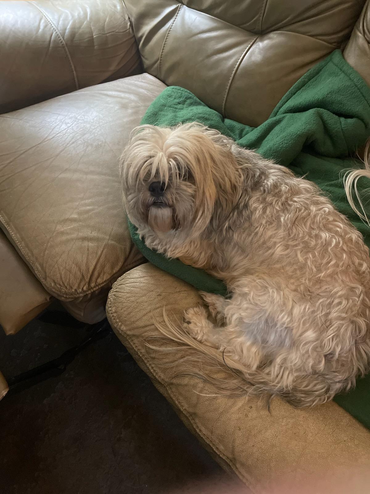 Sheri's Lhasa Apso Puppies in Texas Lhasa Apso puppies Good Dog