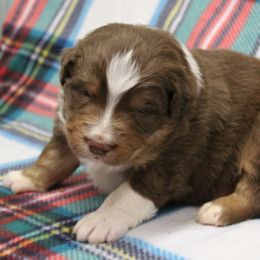 Mason - Red tri-color male Australian Shepherd puppy in Kansas, Oklahoma from Windy G Farm