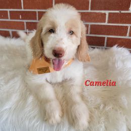 Goldendoodle Puppies from Auburn Hills Doodles & Poodles
