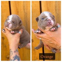 Orange collar - Lilac tri-color female Bulldog puppy in Seattle, Washington from Authentic Bullys
