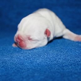 Garlic Powder - Lilac male Boston Terrier puppy in Georgia from A-K Boston Terriers