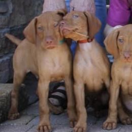 Vizslas from Jackpot Vizsla