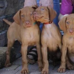 Vizslas from Jackpot Vizsla
