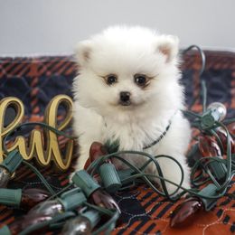 Pomeranian Puppies from Doc’s Little Poms