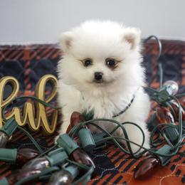 Pomeranian Puppies from Doc’s Little Poms