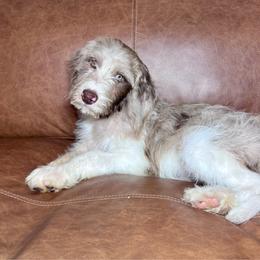 Cristiano Ronaldo (Portugal) - Merle male Labradoodle puppy in Kingston, Georgia from CC Familydoodles