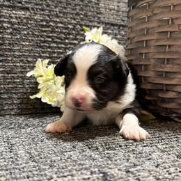 Baby girl 2 - Black tri female Toy Australian Shepherd puppy in Nickelsville, Virginia from Pecan Creek