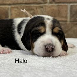 Halo AKC - Black tan and white female Beagle puppy in Rogersville, Missouri from Hales Little Beagle Haven