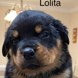 Rottweiler Puppies from CenturionOne LLC