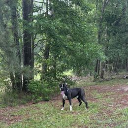 Bruno - Boxer