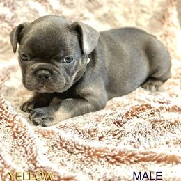 French Bulldog Puppies from Copa Frenchies