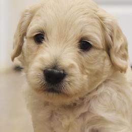 Waffles (blue boy) - Cream male Goldendoodle puppy in Loveland, Ohio from Timberidge Goldendoodles