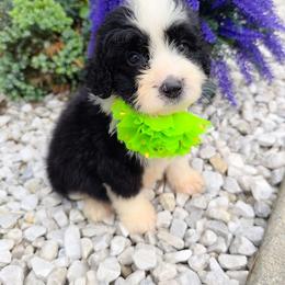 Benny - Tri-color male Bernedoodle puppy in Harrisonburg, Virginia from Curlytail Doodles