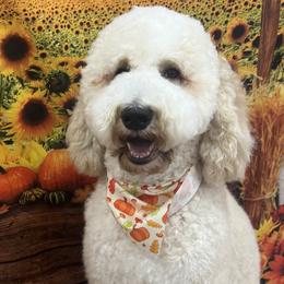 Bernedoodles from Rosie’s Puppies