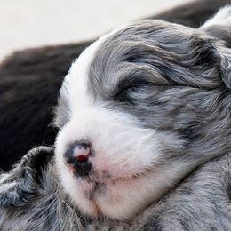 Aussiedoodle Puppies from Our Appalachian Doodles