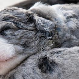 Aussiedoodle Puppies from Our Appalachian Doodles