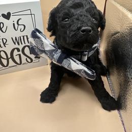 Beau - Black & tan tri-color male Maltipoo puppy in Apple Valley, California from Boujeepups