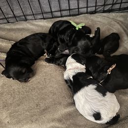 Cocker Spaniel Puppies from Abundance of Joy LLC