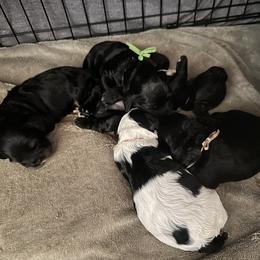 Cocker Spaniel Puppies from Abundance of Joy LLC