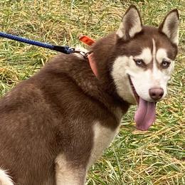 Sedona - Siberian Husky