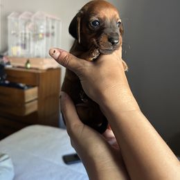 Dachshund Puppies from SpadedWeenies