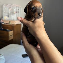Dachshund Puppies from SpadedWeenies