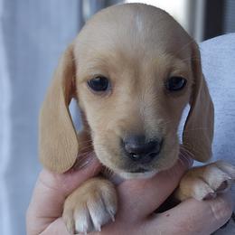 Pink collar - Red female Dachshund puppy in Pasco, Washington from Loyal Lil Dachshunds
